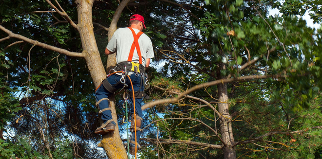 Arborist in safety gear, trimming a tall tree with green foliage.