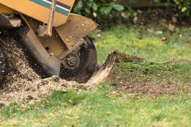 Stump grinder in action, grinding tree stump into wood chips on a grassy lawn.