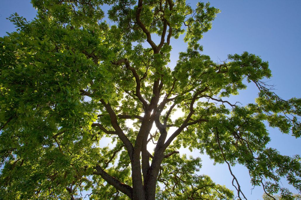 Sun shining through a large tree with green leaves and a blue sky in the background.