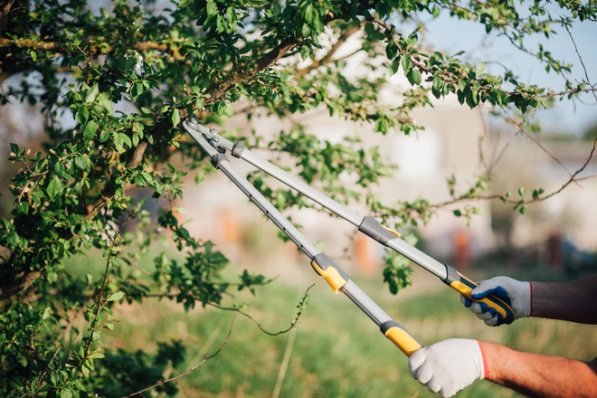 Person pruning a tree with long-handled shears; outdoors, sunny day.