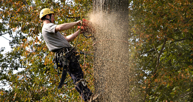 Arborist using chainsaw to cut a tree trunk; wood chips spraying. He wears a helmet, harness, and is surrounded by foliage.