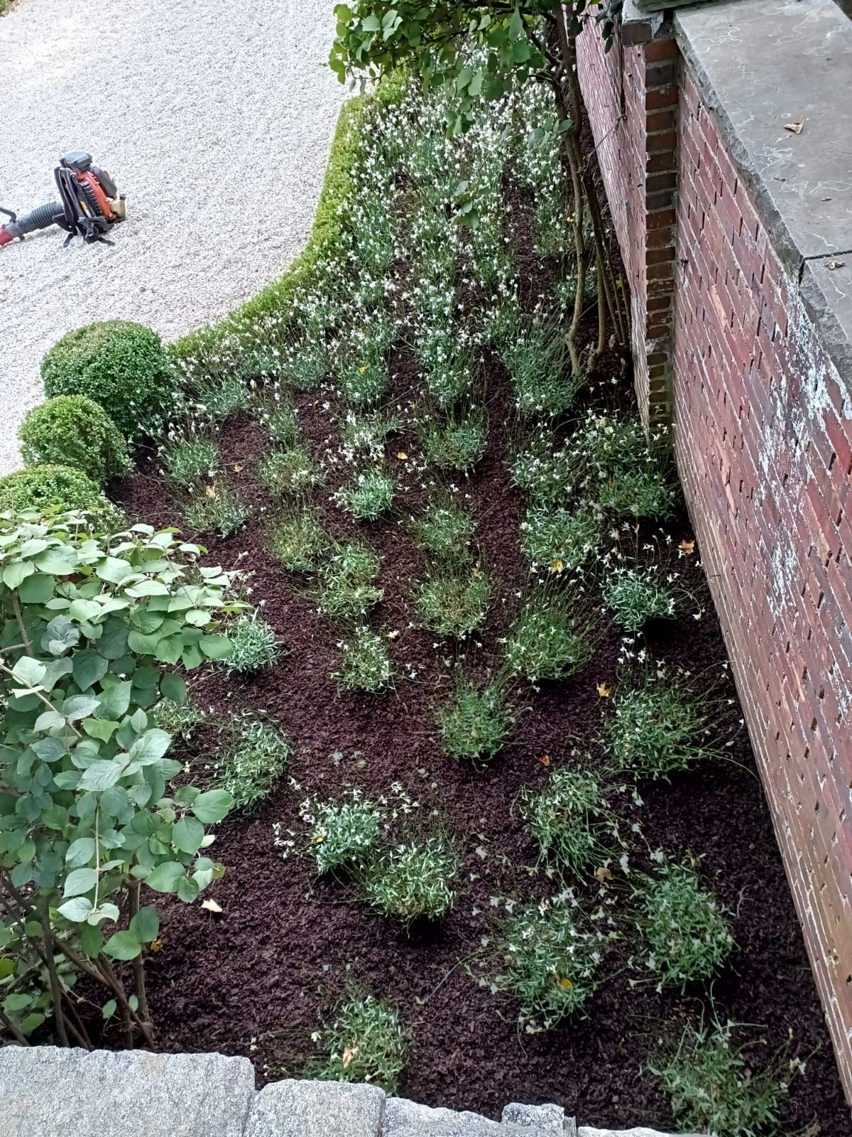 garden plants and mulch