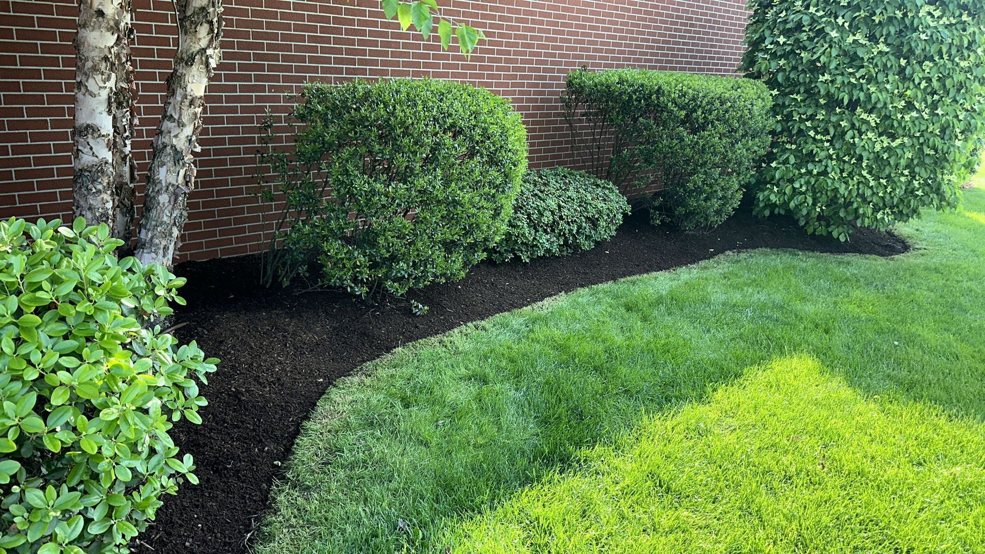 a lush green lawn with a brick wall in the background .