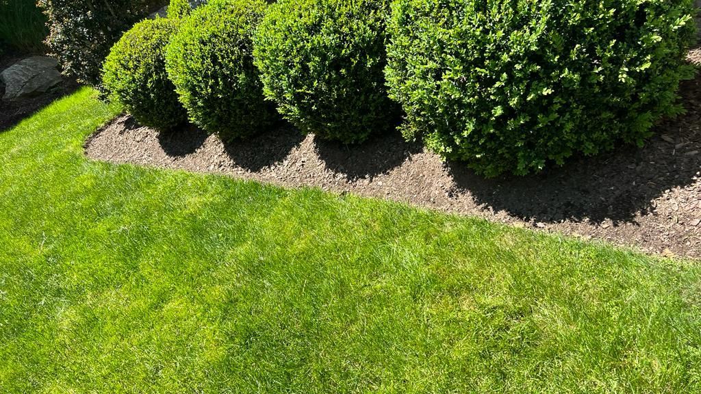 a lush green lawn with a row of bushes in the background .