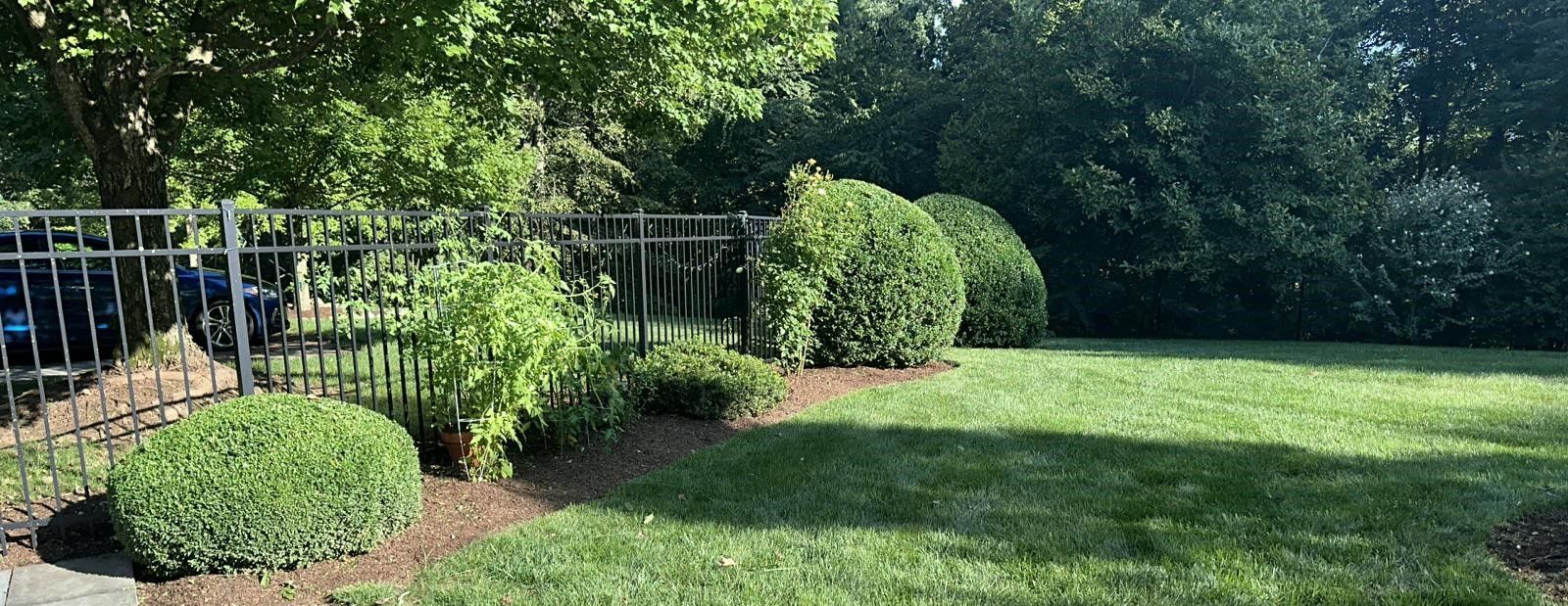 trimmed bushes and mulch next to an iron fence