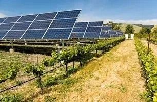 Solar panels above a vineyard in an outdoor setting, generating renewable energy.