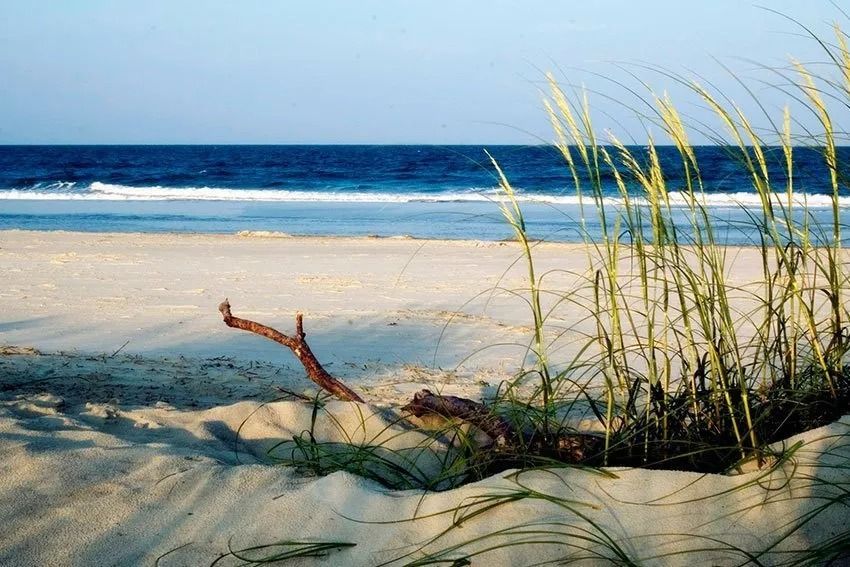 Beach scene with sand, ocean, blue sky, driftwood, and tall grass.