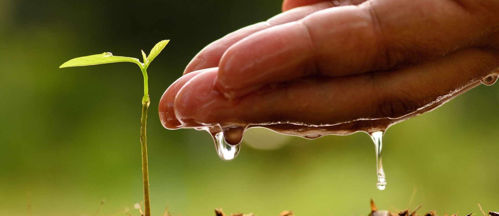 Hand watering a small plant with water droplets falling down.