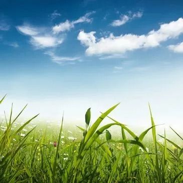 Green grass field under a bright blue sky with white fluffy clouds.