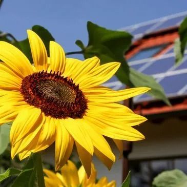 Bright yellow sunflower in bloom with solar panels on a roof in the background.