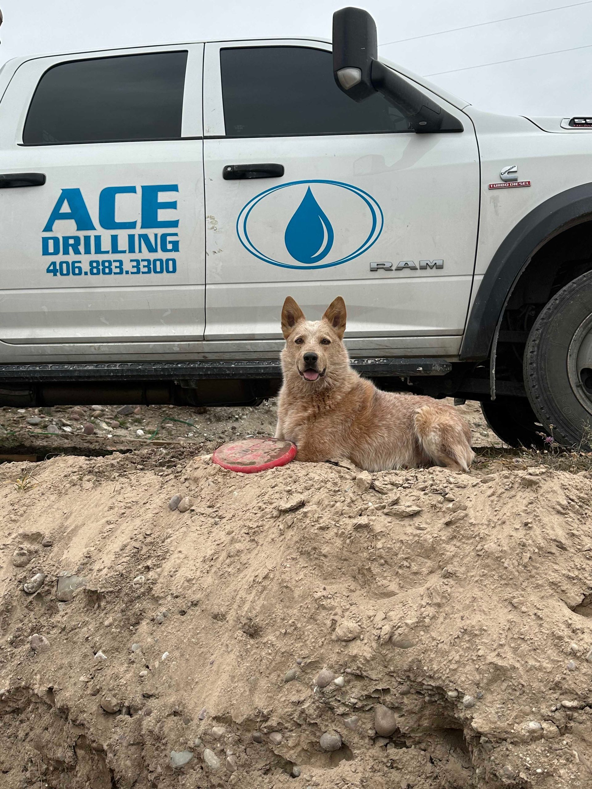 Red Australian Cattle Dog lies on dirt mound with a frisbee in front of a white work truck.