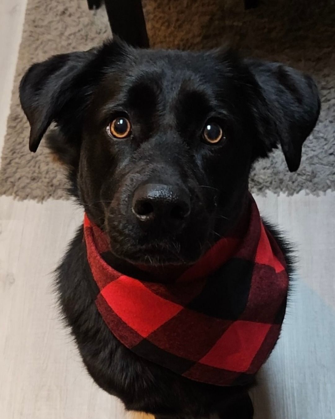 Black dog with brown eyes wearing a red and black plaid bandana