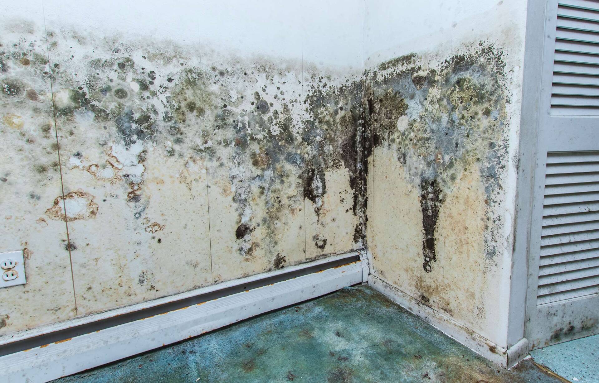Mold damage on wall