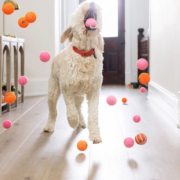 Dog in a hallway with many pink and orange balls mid-air, mouth open. Dog wears a red collar, has curly fur.