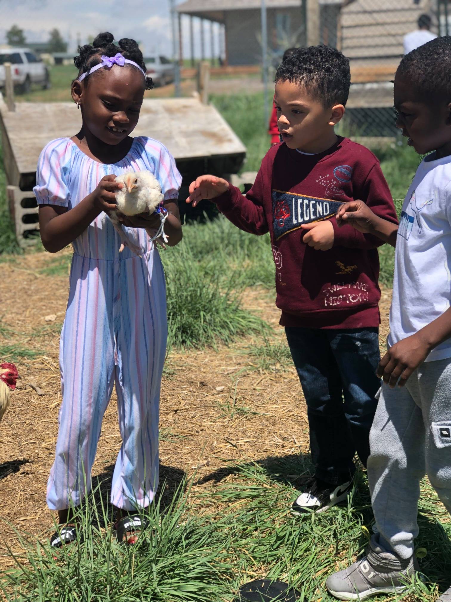 Kid holding a chicken