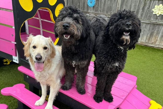 Three dogs are standing on a pink picnic table.