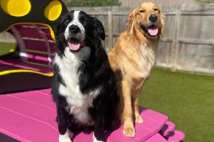 Two dogs are sitting next to each other on a pink table.
