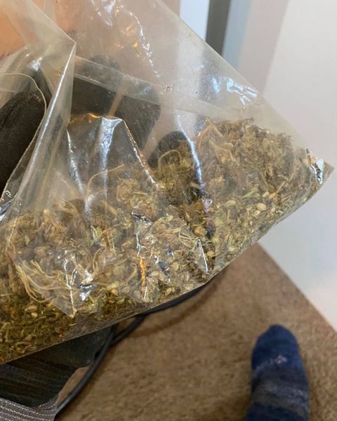 A clear plastic bag filled with green dried plant material, possibly cannabis, held in hand.