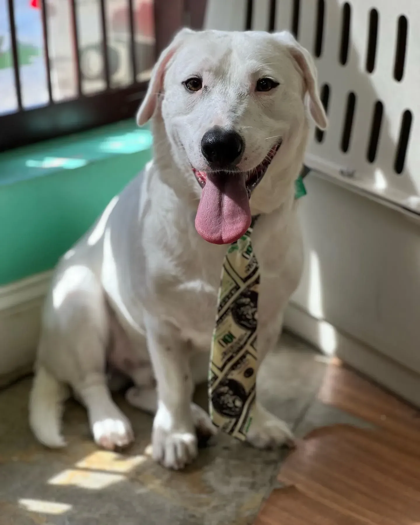 White dog wearing a money-themed tie, sitting indoors with tongue out, smiling.