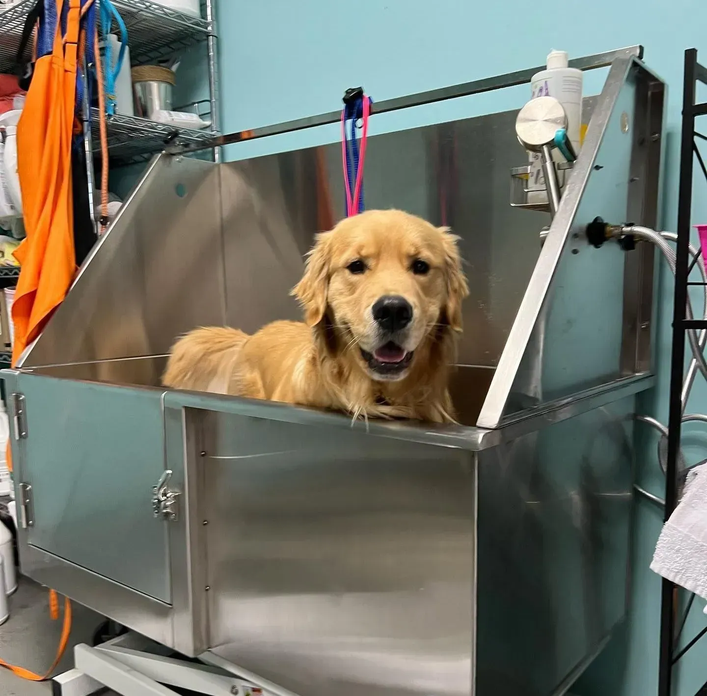 Golden retriever dog in a stainless steel grooming tub, looking at the camera and smiling.