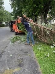 A man is cutting a tree with a chainsaw.