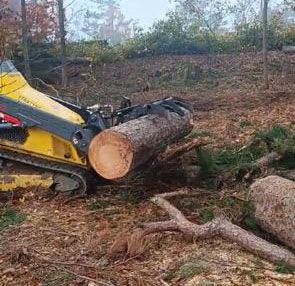 A bulldozer is carrying a large log in the woods.