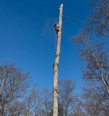 A man is climbing up the side of a tall tree.