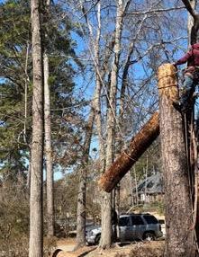 A man is climbing a tree with a chainsaw.