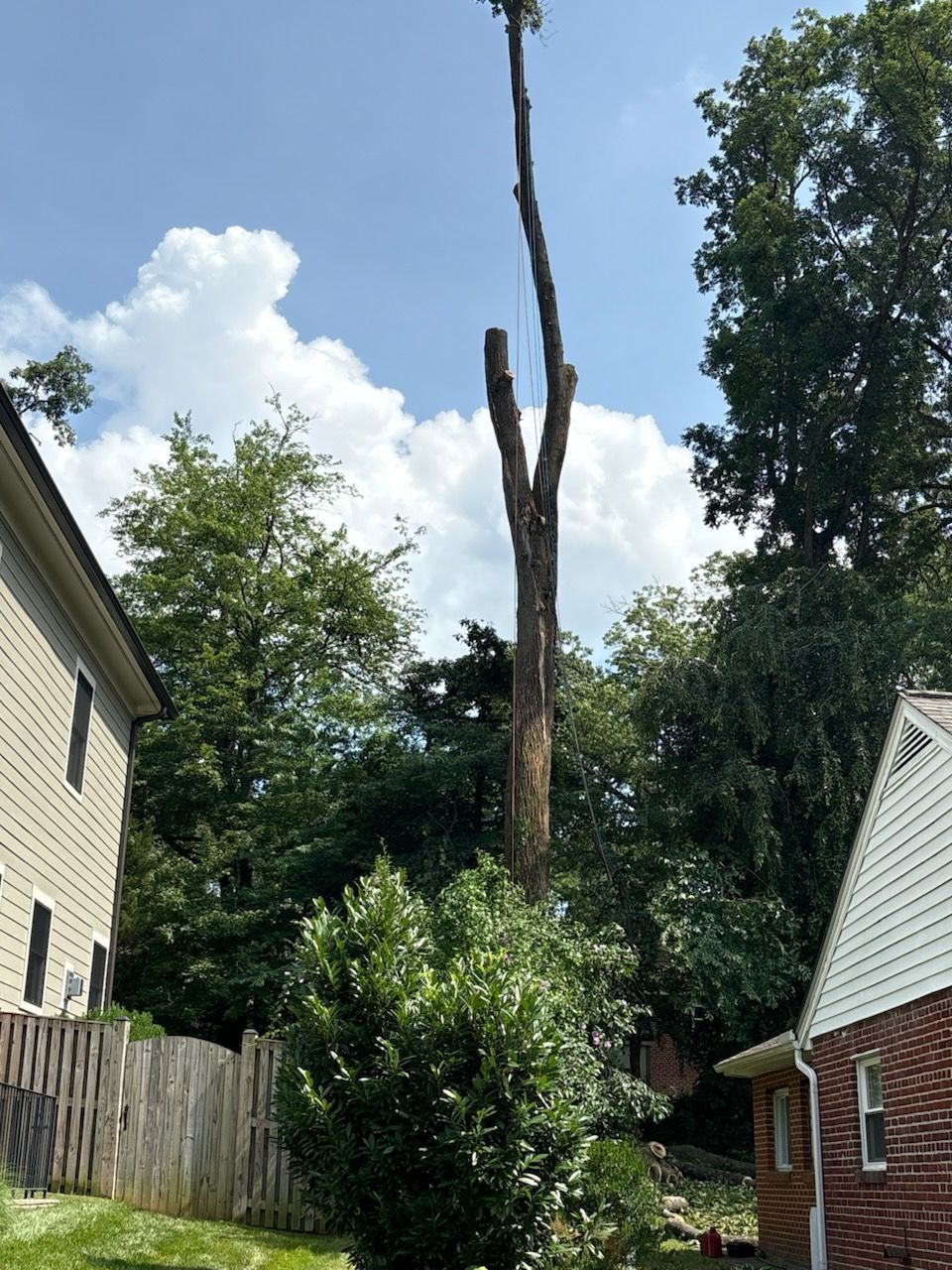 A tree is being cut down in the backyard of a house.