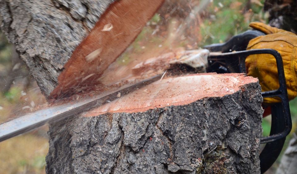 A person is cutting a tree stump with a chainsaw.