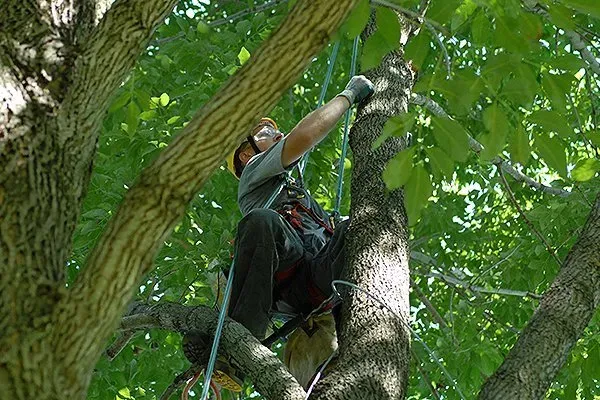 Tree Pruning