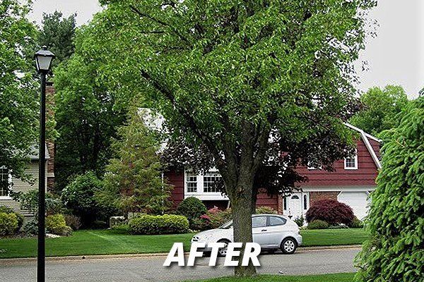 After Tree Service