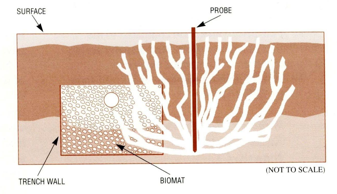 Diagram of a vertical probe in soil, showing a trench wall, biovault, and branching white root-like lines