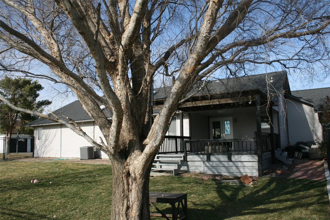 A large, bare tree stands in a sunny backyard in front of a white house with a deck and dark shingled roof.