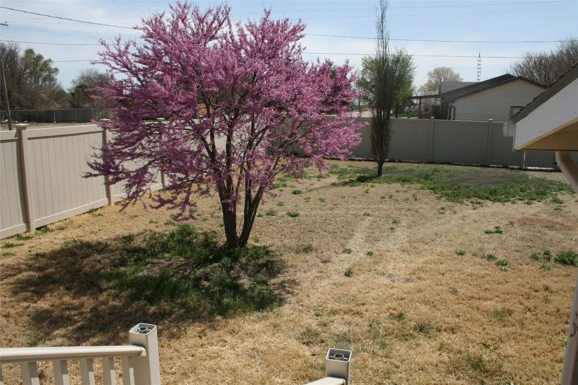 A blooming redbud tree with vibrant pink flowers stands in the center of a dry, grassy backyard enclosed by a fence.