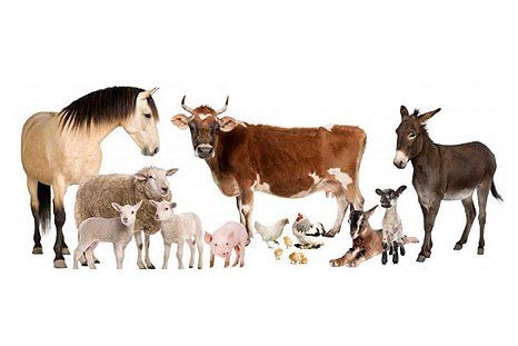 Livestock and poultry