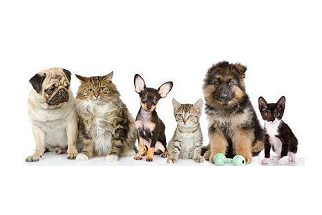 Dogs and cats