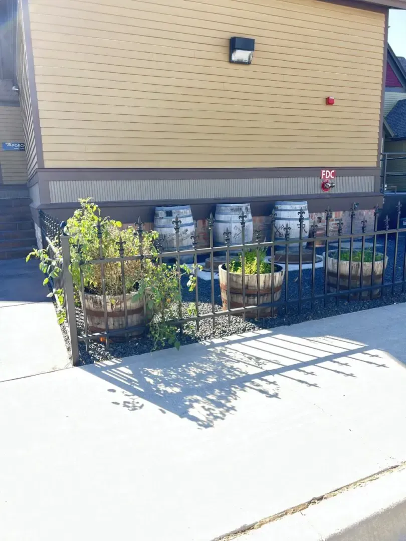 Barrels with plants behind a decorative black fence, by a building's tan exterior.
