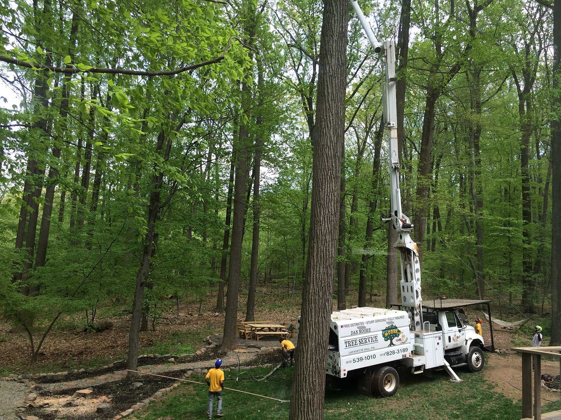 A tree cutting truck is parked in the middle of a forest.