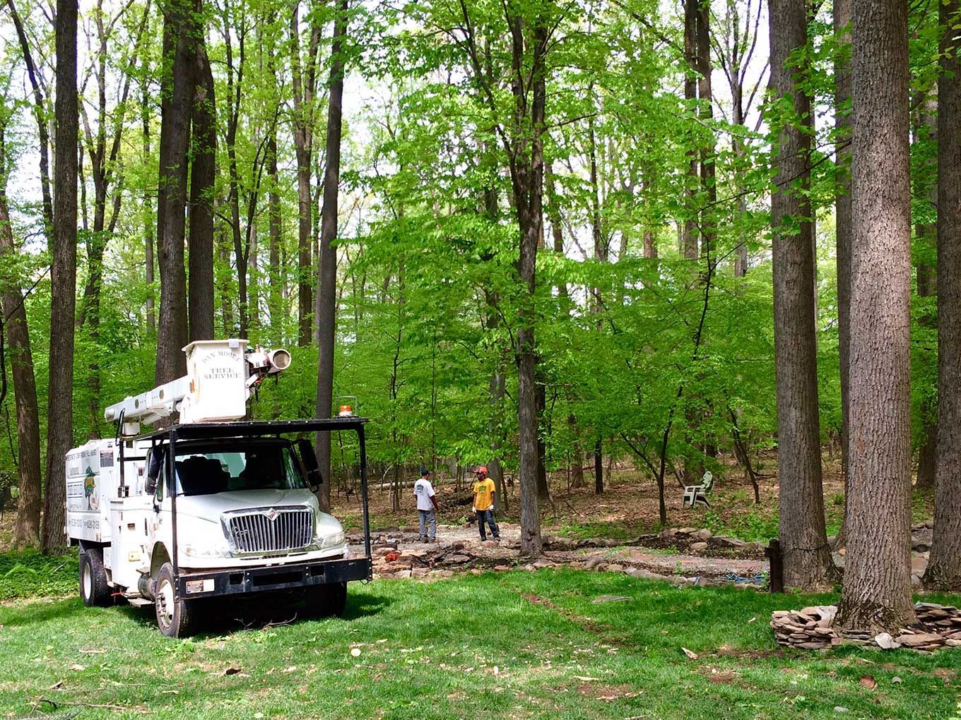 A white truck is parked in the middle of a forest.