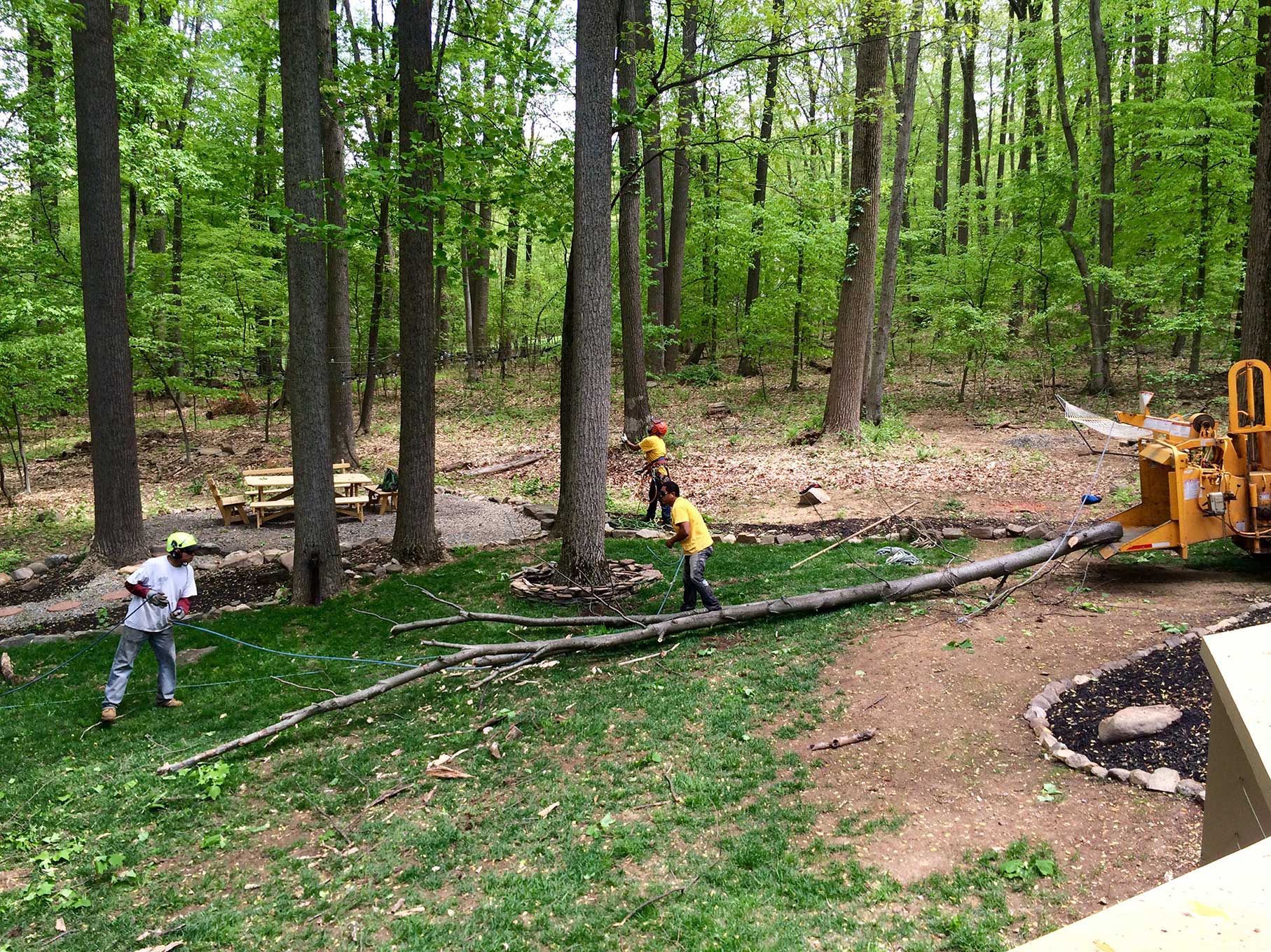 A group of people are working on a tree in the woods.
