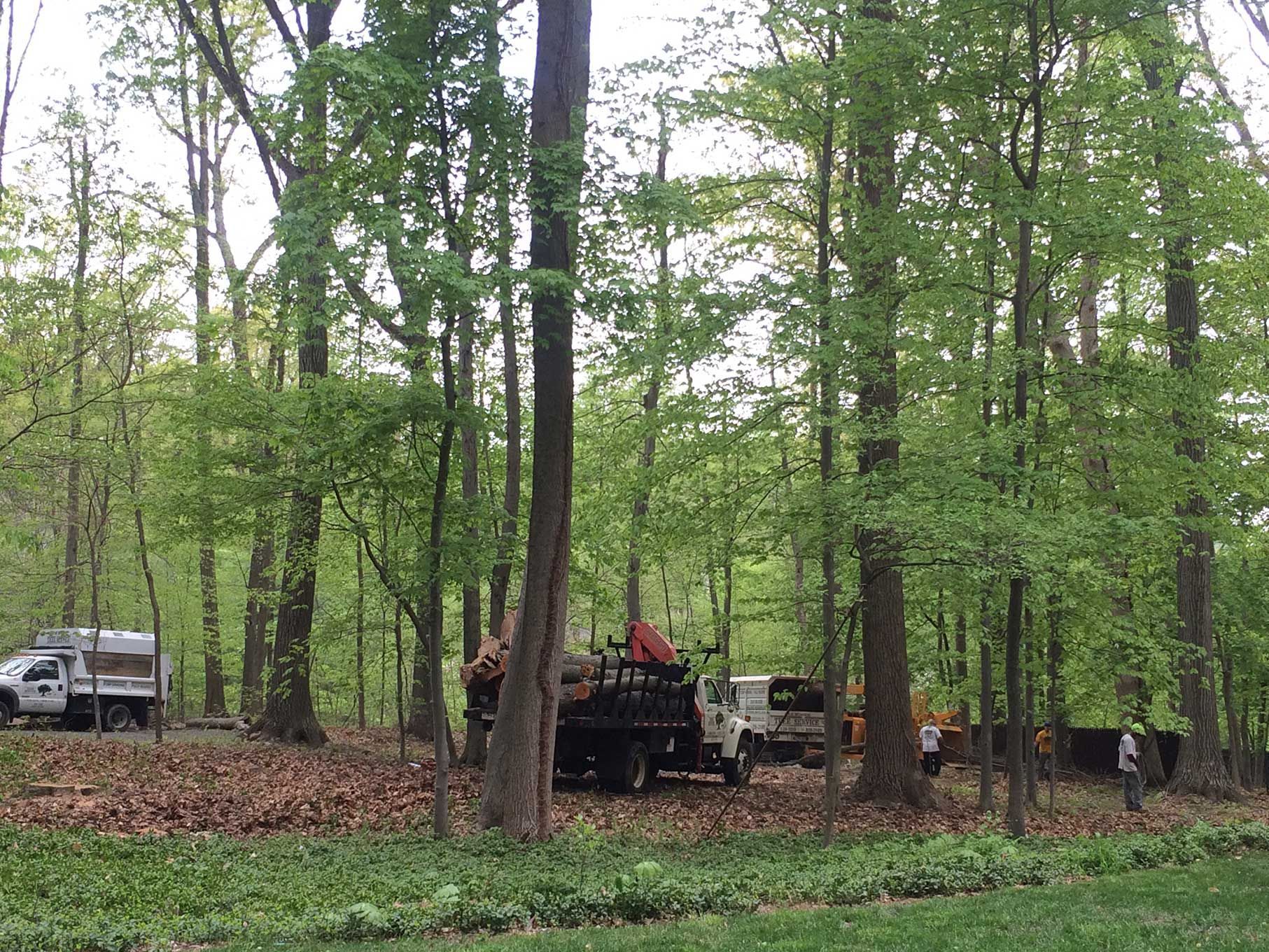 A dump truck is parked in the middle of a forest.