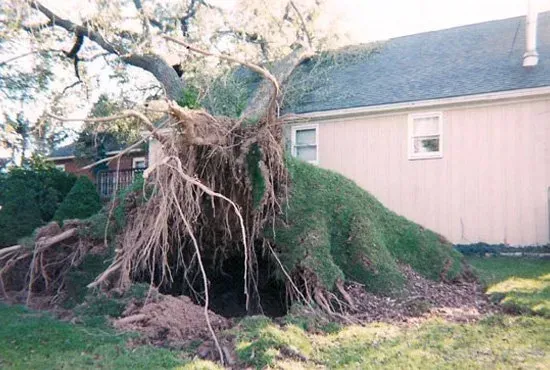 A tree that has fallen in front of a house.