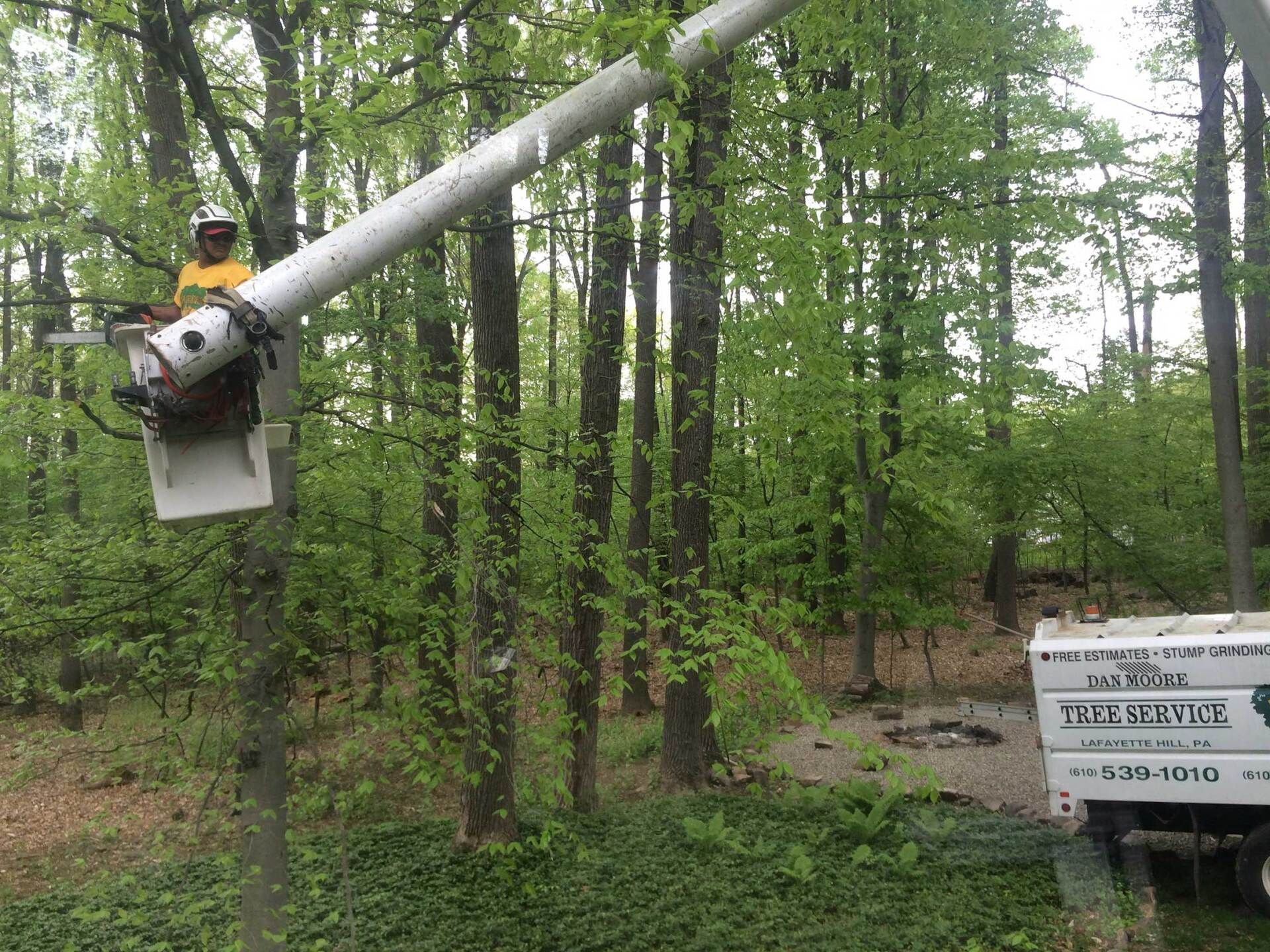 A man in a bucket is cutting a tree in the woods.