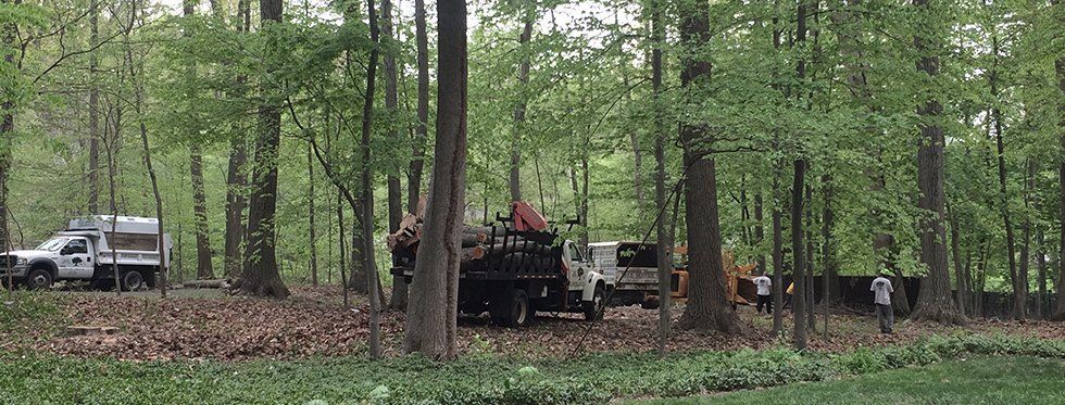 A truck is parked in the middle of a forest.
