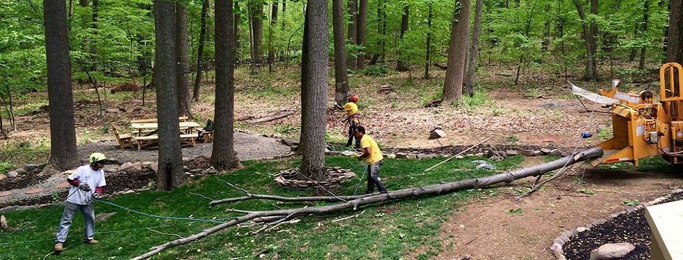 A group of people are standing in the woods next to a tree stump.