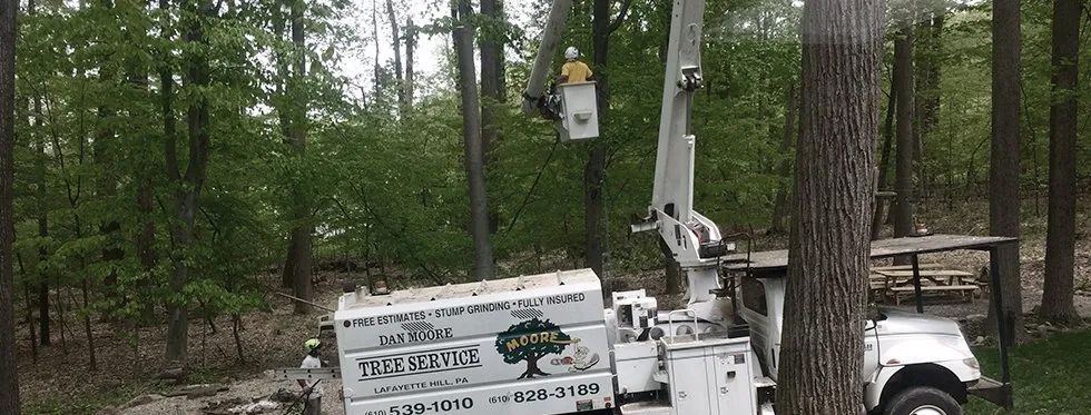 A white truck is cutting a tree in the woods.