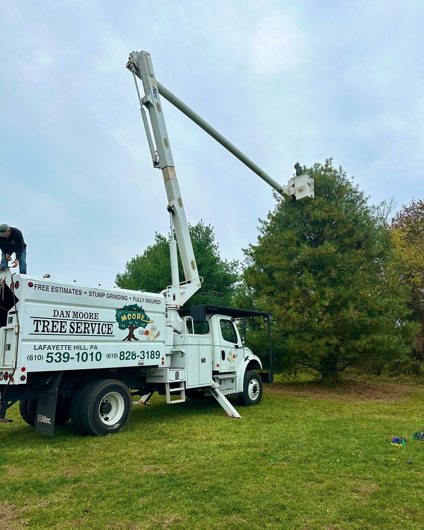 Tree Removal