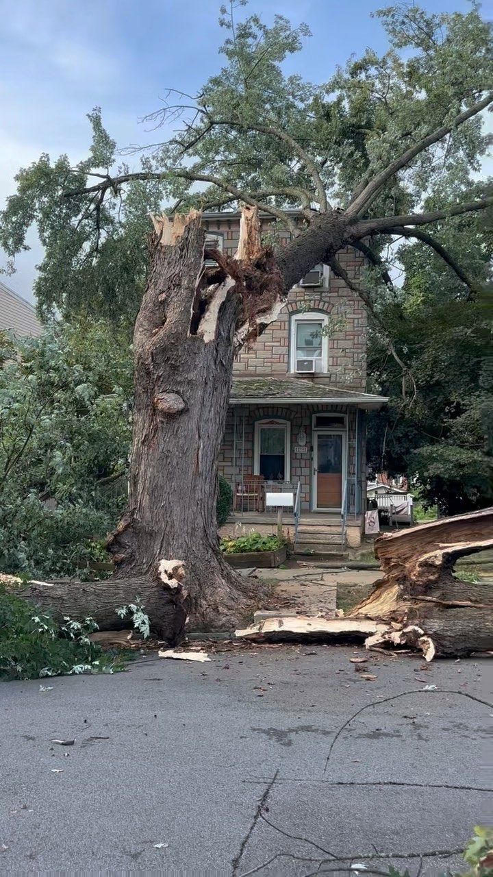 Tree  fallen on top of a house
