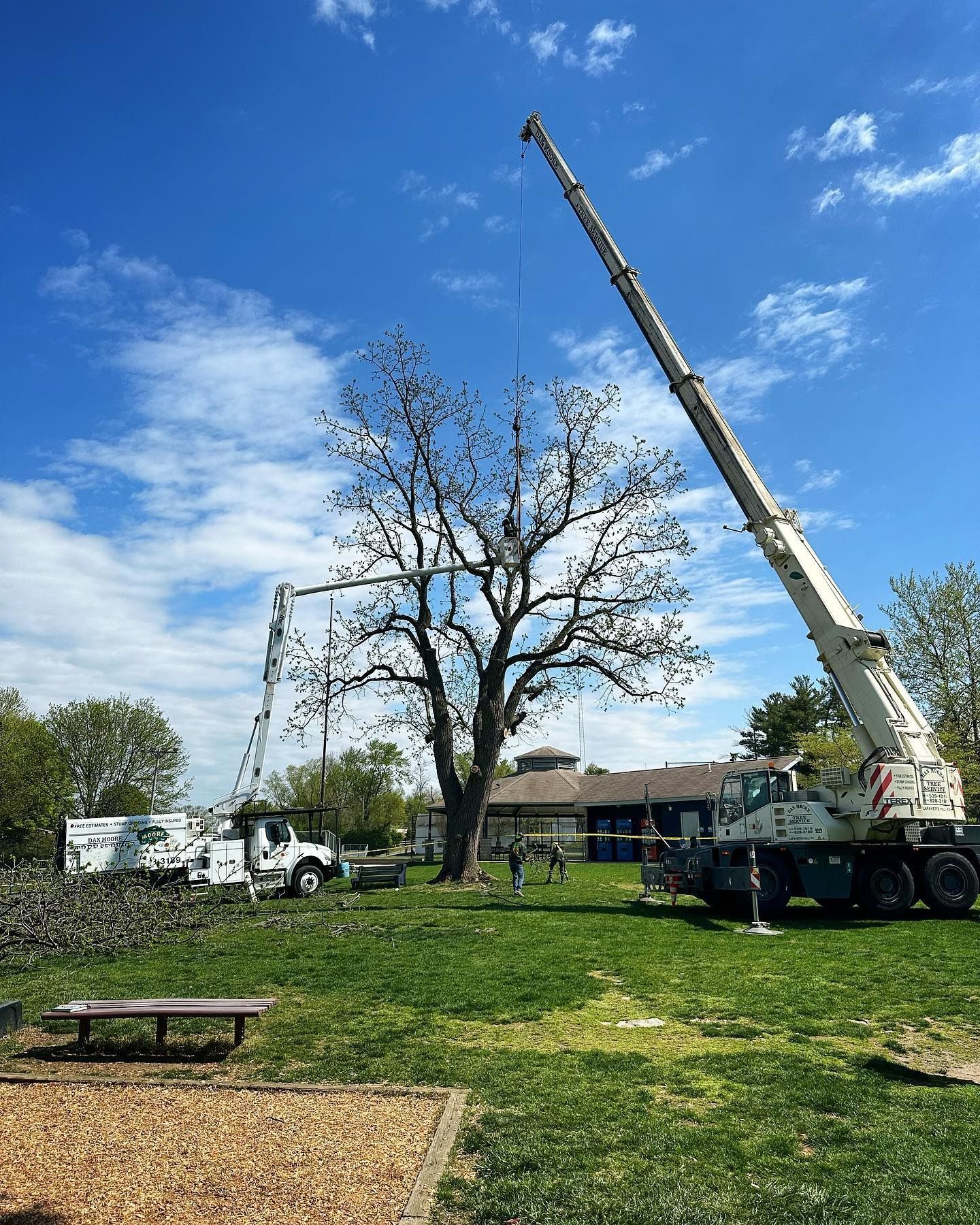 Tree Removal